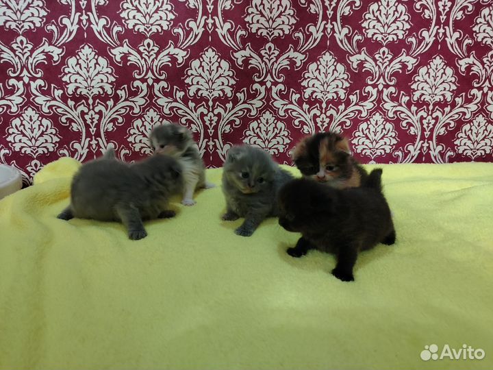 Котята хайленд фолд