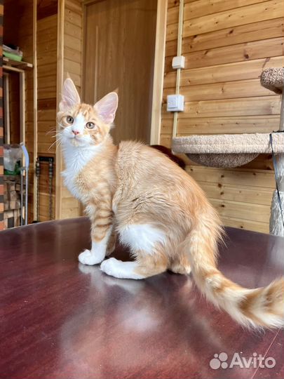 Мейн-кун котик