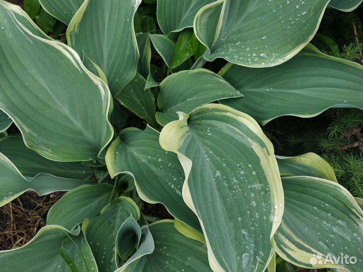 Хоста сортовые