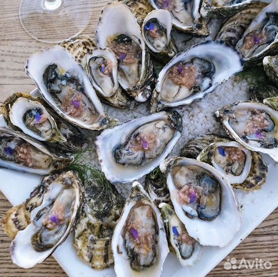 Устрица хасанская