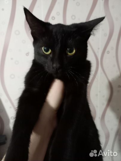 Кошка
