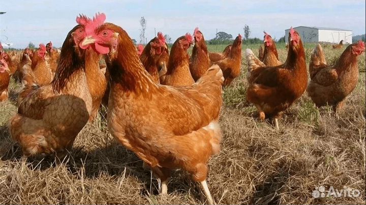 Куры несушки домашние