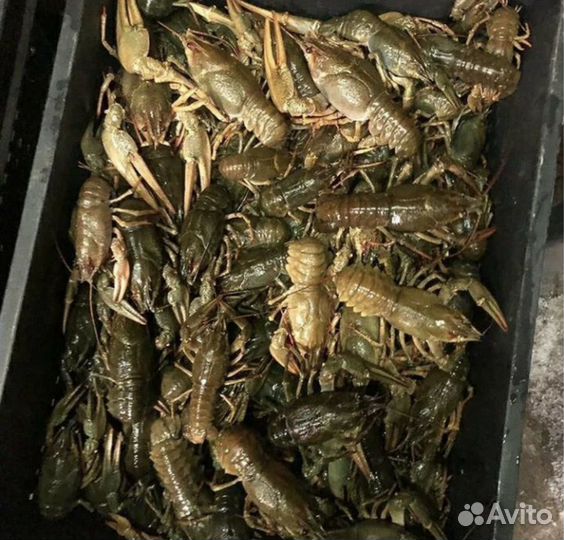 Раки крупные