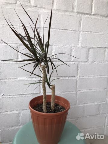 Драцена маргината