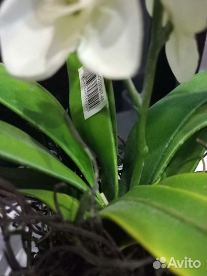 Дендробиум фаленопсис