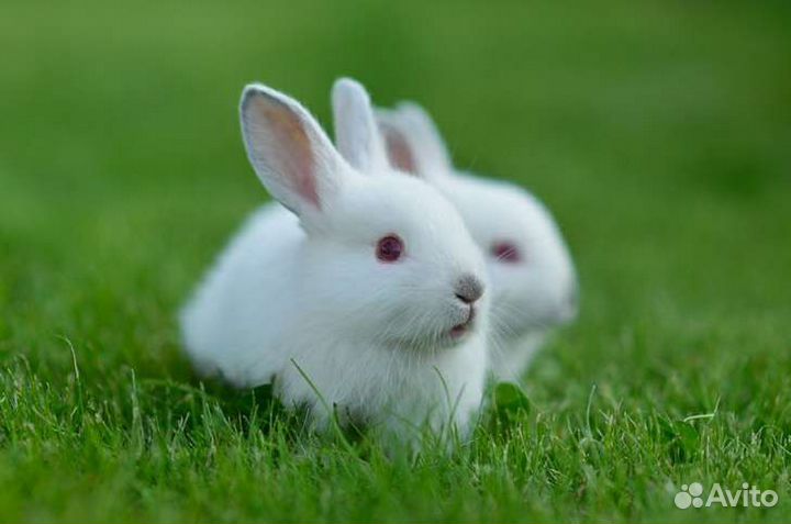 Декоративные кролики