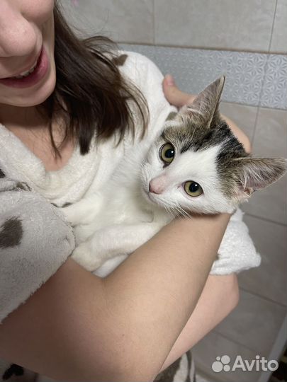 Котенок девочка в добрые руки