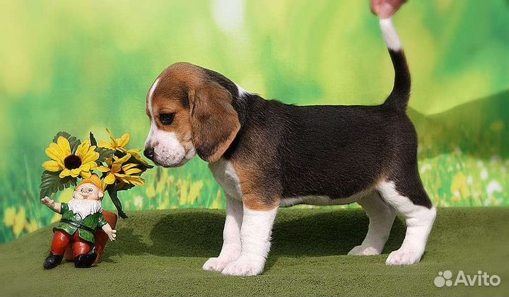 Щенки Бигль