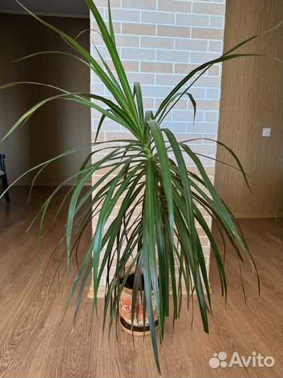 Пальма драцена 90 см