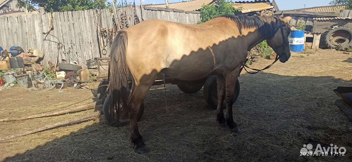 Кабыла, тёлки, жеребец