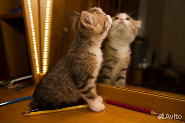 Котенок в добрые руки