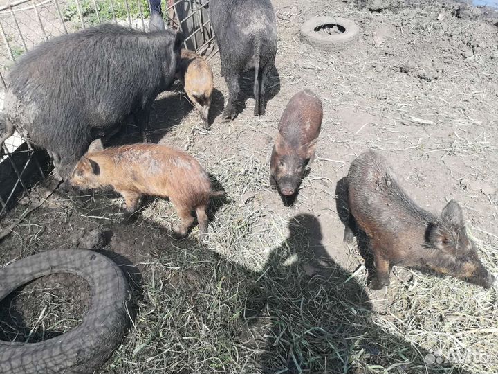 Дикий кабан