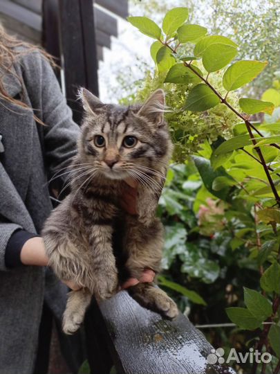 Пушистый котик сибиряк