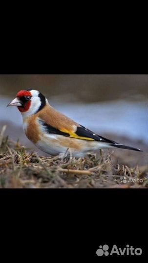 Щеглы, Чижи, Снегири