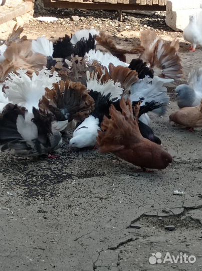 Продажа голубей