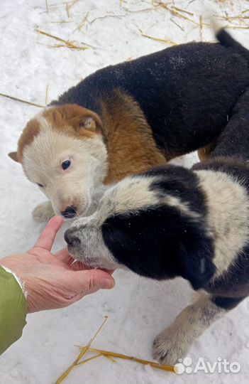 Щенята в добрые руки