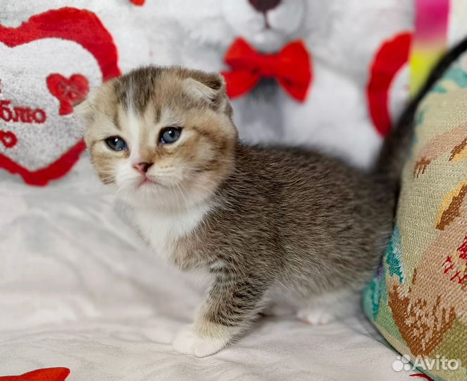 Шотландский котёнок