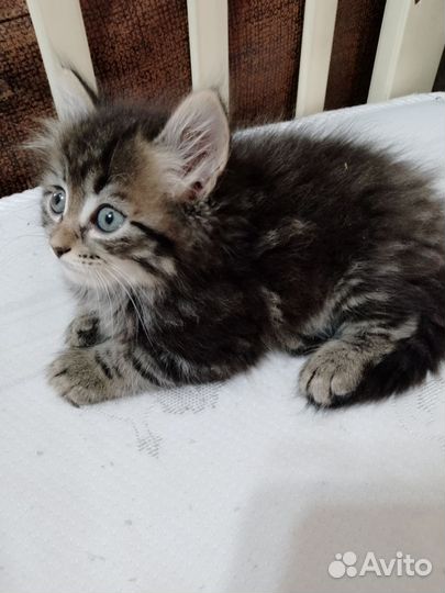 Возьмите милую девочку (котенка)