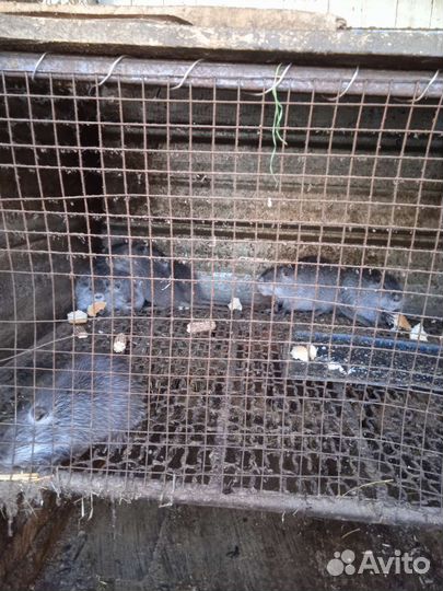 Нутрии серебро