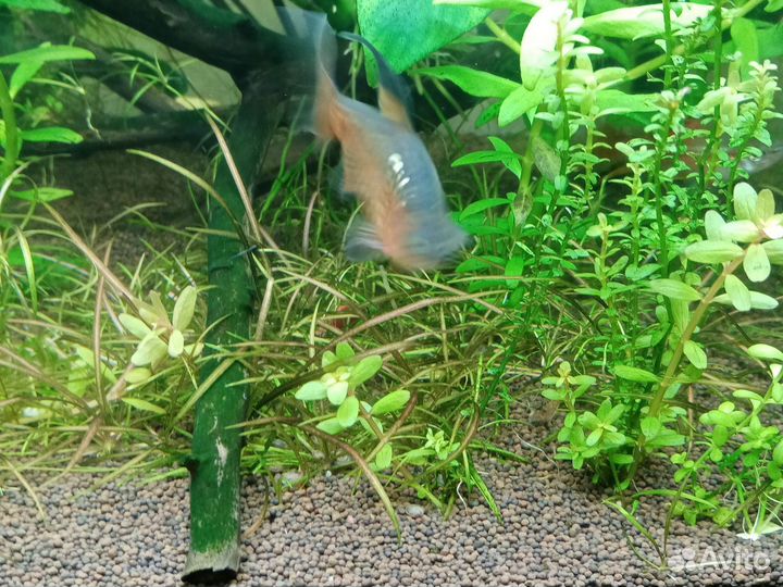 Аквариумные растения