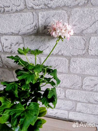 Комнатные цветы герань