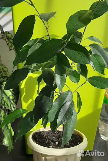 Фикус бенджамина