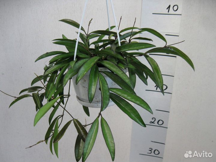 Хойя Кентиана Вайети