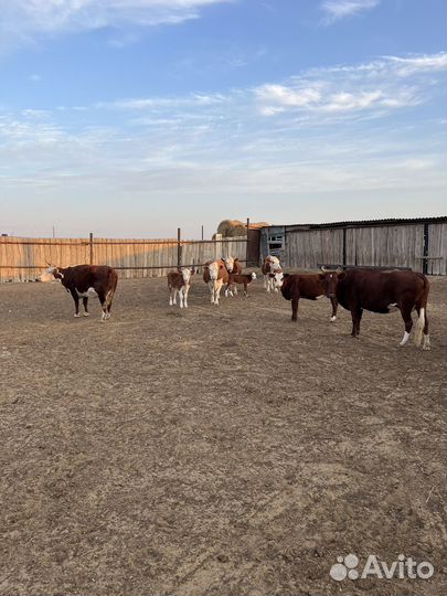 Коровы герефорд