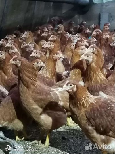 Куры Ломан Браун