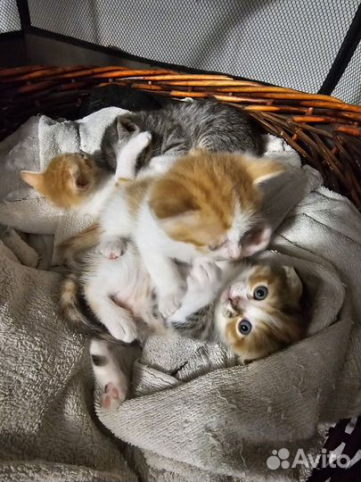 Котята в добрые руки