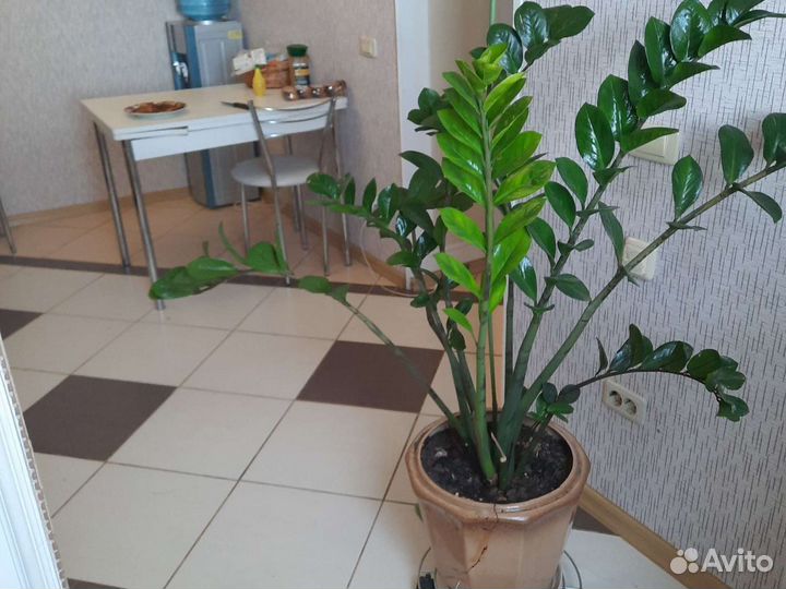 Цветы комнотные