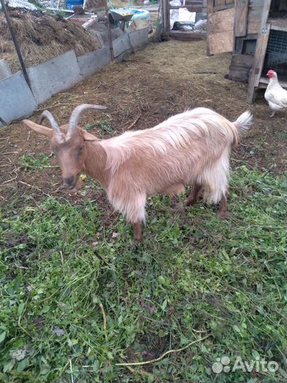 Коза дойная