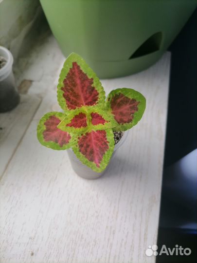 Колеусы сортовые