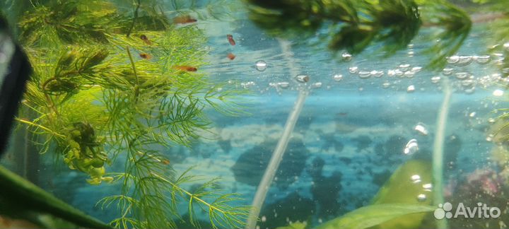 Аквариум с рыбками и растениями