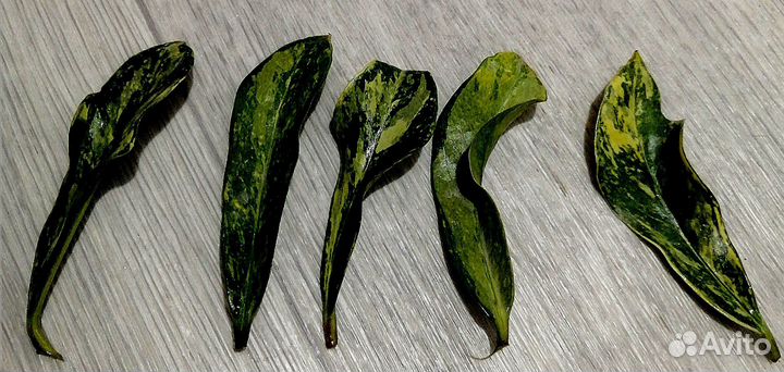 Замиакулькас LongLeaf