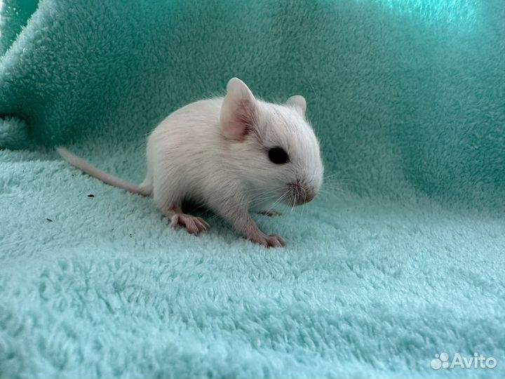 Цветные малыши дегу (питомник)