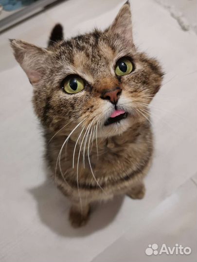 Кот в добрые руки