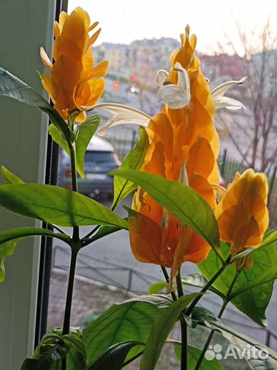 Цветы