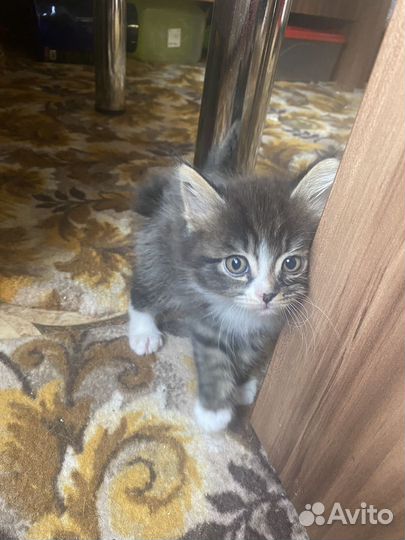 Курильский бобтейл