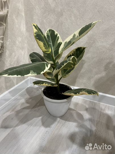 Фикус эластика тинеке