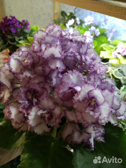 Сортовые фиалки