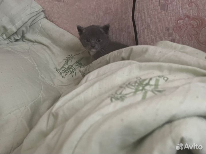 Котенок бесплатно