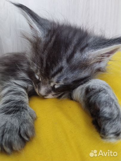 Котята Мейн куна