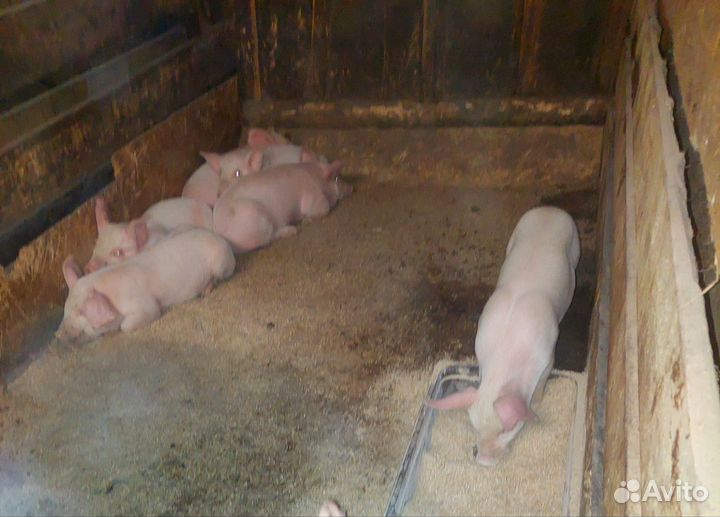 Поросенок крупная белая