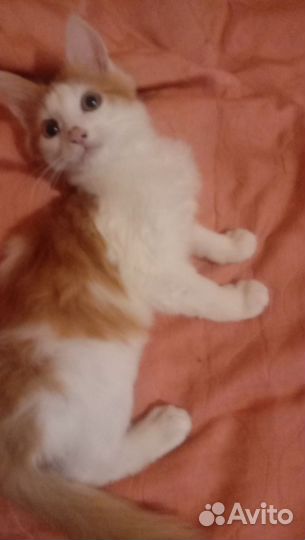 Очаровательные пушистики ищут заботливых хозяев