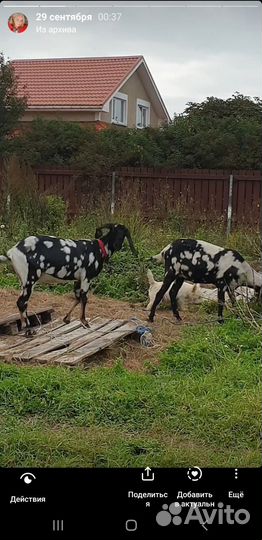 Англо нубийские козы