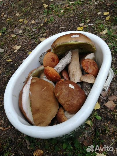 Грибы молодые