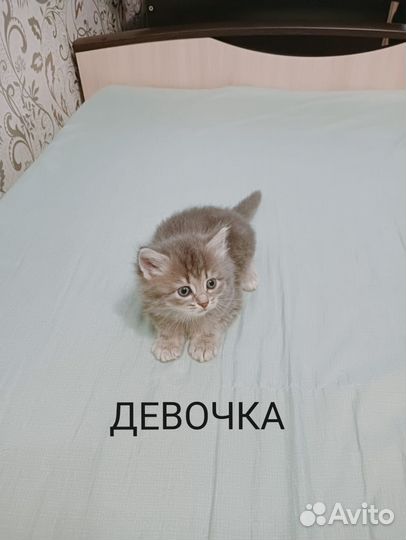 Кошка в дар бесплатно