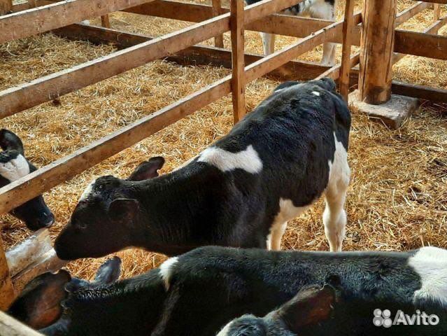 Бычки и телята мясного направления