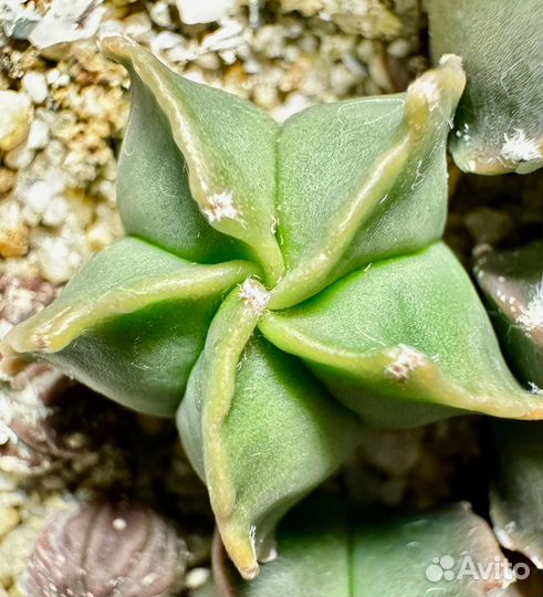 Кактус астрофитум мириостигма